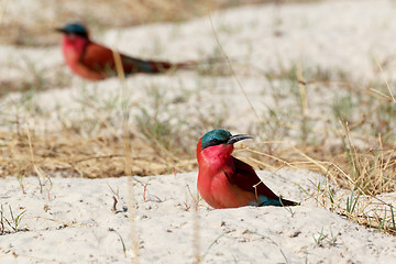 Image showing large nesting colony of Nothern Carmine Bee-eater