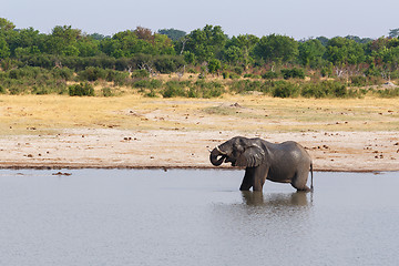 Image showing Elephants and bathing drinking at waterhole