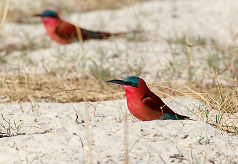 Image showing large nesting colony of Nothern Carmine Bee-eater