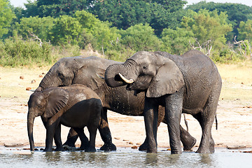 Image showing Elephants drinking at waterhole