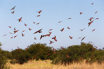 Image showing large nesting colony of Nothern Carmine Bee-eater