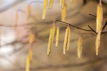 Image showing Spring natural background