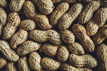 Image showing Fresh peanuts in shell