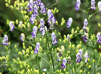 Image showing snapdragon flowers