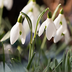 Image showing Snowdrops on sunny day