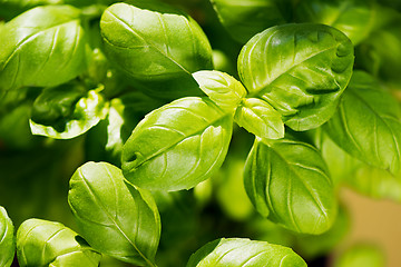 Image showing Fresh basil leaves