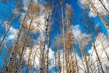 Image showing Birch trees against the blue sky.