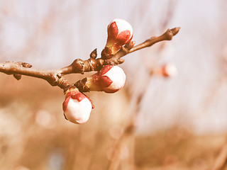 Image showing Retro looking Peach tree flower