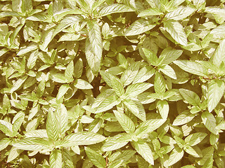 Image showing Retro looking Peppermint