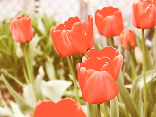 Image showing Retro looking Tulip picture