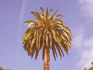 Image showing Retro looking Palm tree