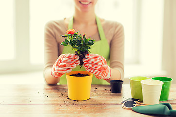 Image showing close up of woman hands planting roses in pot