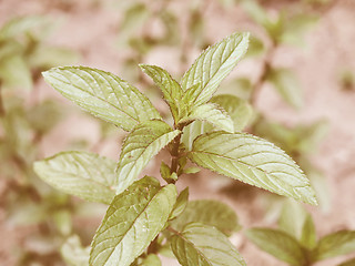 Image showing Retro looking Peppermint