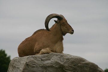 Image showing Wild Goat