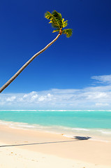 Image showing Tropical beach