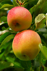 Image showing Apples