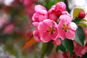 Image showing Apple blossom