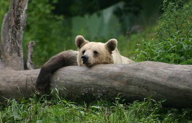 Image showing Relaxing Bear