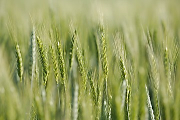 Image showing Wheat field closeup