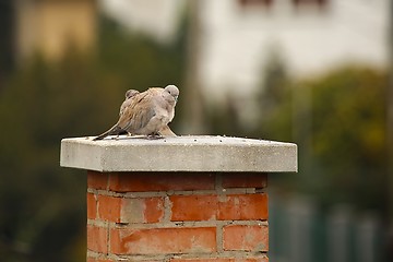 Image showing Pigeons on Chimney