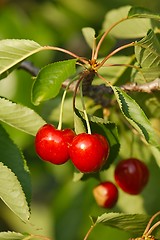 Image showing Cherry