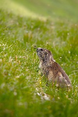 Image showing Marmot in it\'s hole