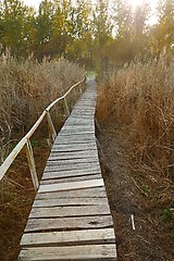 Image showing Swamp walking path