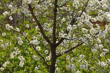 Image showing Spring Tree Flowering