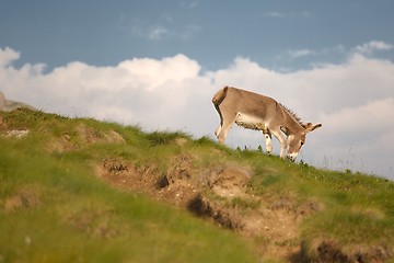 Image showing Grazing Donkey