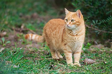 Image showing Red cat outside