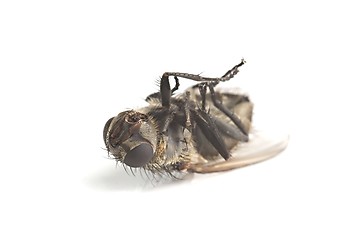 Image showing Dead Fly Macro