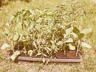 Image showing Retro looking Plug plant