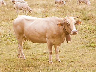 Image showing Retro looking Cow picture