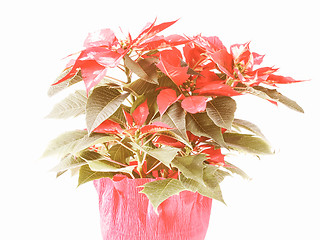 Image showing Retro looking Poinsettia