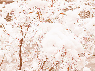 Image showing Retro looking Maple tree in snow