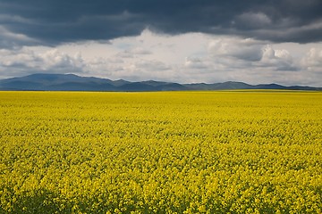 Image showing Rapeseed field landscape