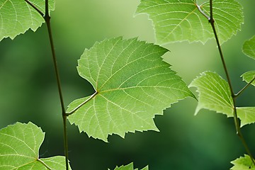 Image showing Fresh Green Leaves