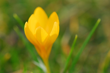 Image showing Crocus