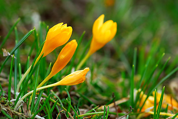 Image showing Crocus