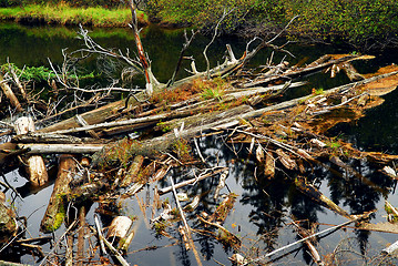 Image showing Driftwood in a river