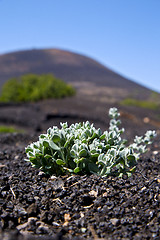 Image showing plant la geria wall grapes cultivation  viticulture  