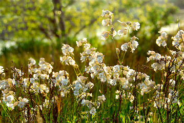 Image showing Widlflowers white campions