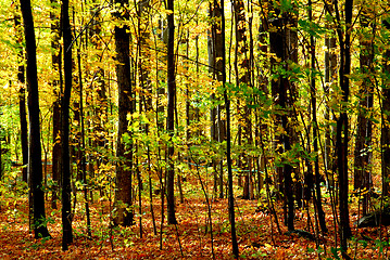 Image showing Fall forest landscape