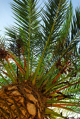 Image showing Palm tree canopy