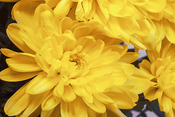 Image showing Beautiful flower yellow chrysanthemums.