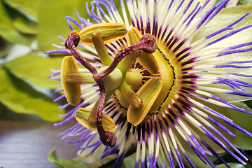 Image showing The core of the Passiflora flower ( close up)