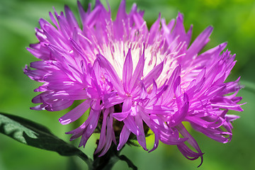 Image showing A beautiful flower with lilac petals.