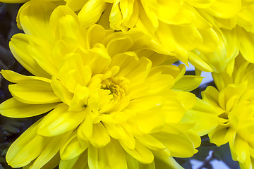 Image showing Beautiful flower yellow chrysanthemums.