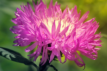 Image showing A beautiful flower with lilac petals.