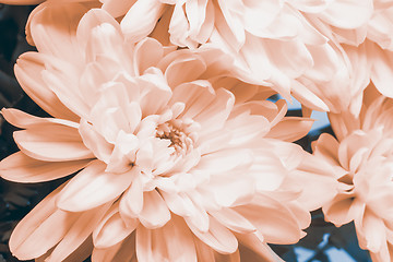 Image showing Beautiful pink chrysanthemum flower.